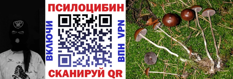 Купить где  Новоульяновск  Галлюциногенные грибы Psilocybe 